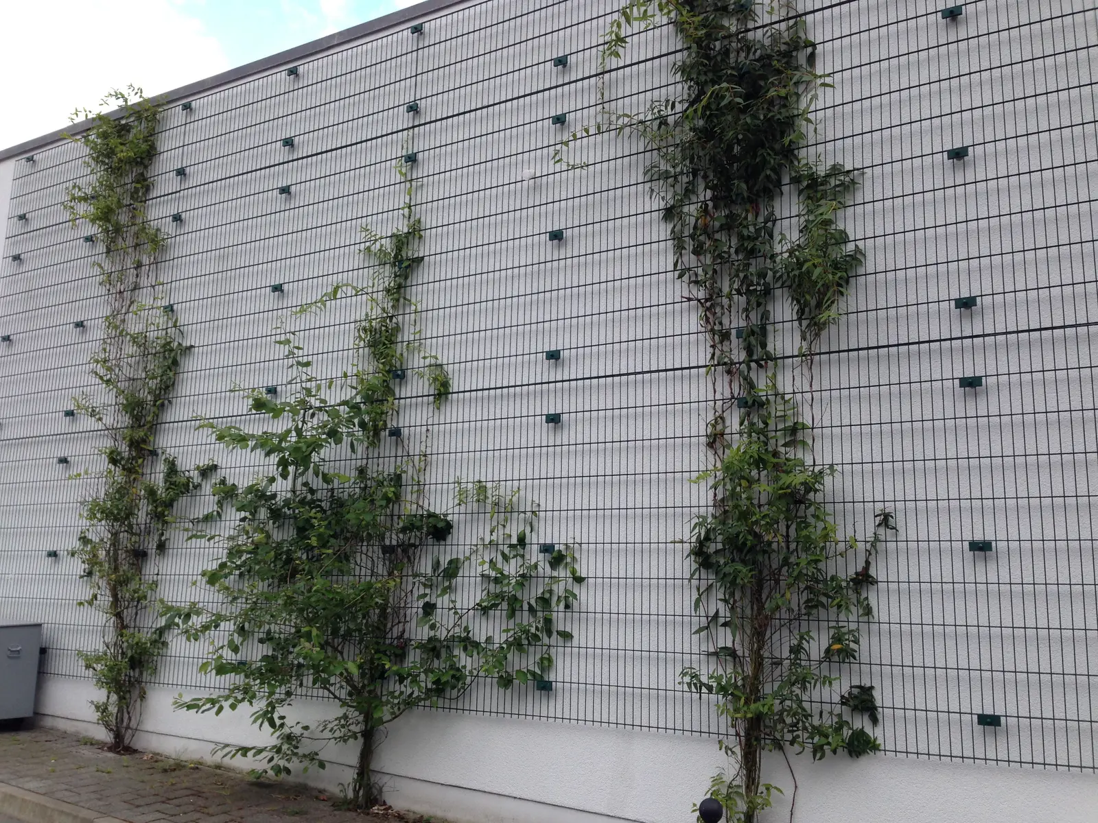 Metallgitter als Rankgerüst an einer begrünten Fassade